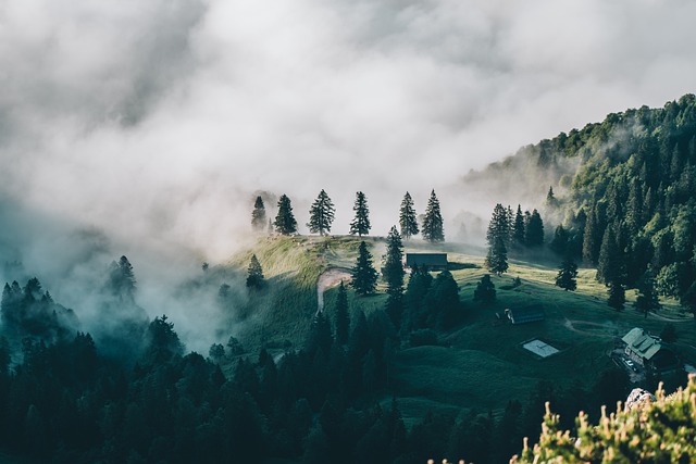 nature, fog, outdoors